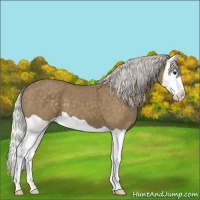 Horse Color:Silver Smoky Black Splash