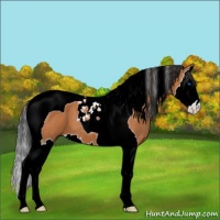 Horse Color:Bay Splash Tobiano 