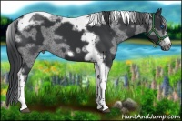 Horse Color:Black Splash Tobiano Frame 