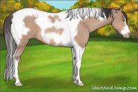Horse Color:Amber Champagne Tobiano Frame 