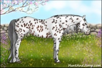 Horse Color:Brown Appaloosa 