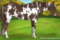 Horse Color:White Spotted Liver Chestnut