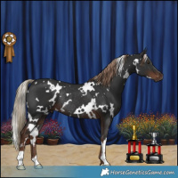 Horse Color:White Spotted Liver Chestnut Rabicano 