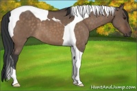Horse Color:Brown Dun Tobiano 