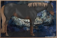 Horse Color:Liver Chestnut Sabino Rabicano 