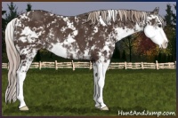 Horse Color:Liver Chestnut Sabino Rabicano 