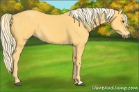 Horse Color:Palomino 