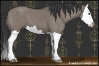 Horse Color:Grullo Sabino Splash