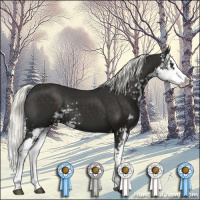 Horse Color:Liver Chestnut Mushroom Sabino Splash 