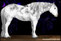 Horse Color:Black Sabino 