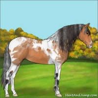 Horse Color:Bay Tobiano 