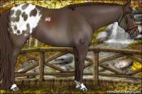 Horse Color:Liver Chestnut Appaloosa 