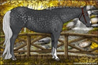 Horse Color:Silver Black Chinchilla 