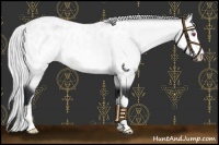 Horse Color:Silver Bay Chinchilla Sabino Appaloosa 