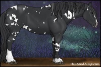 Horse Color:White Spotted Black Sabino