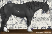 Horse Color:Black Sabino 