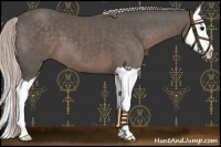 Horse Color:Silver Black Splash 