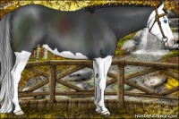 Horse Color:Black Splash Appaloosa 