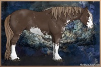 Horse Color:Liver Chestnut Sabino Rabicano 