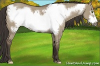 Horse Color:Smoky Grullo Roan Frame 