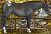 Horse Color:Black Appaloosa