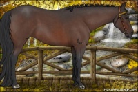 Horse Color:Brown Roan