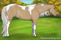 Horse Color:Silver Smoky Grullo Tobiano Rabicano 