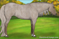 Horse Color:Silver Grullo Roan Rabicano 