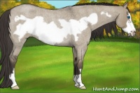 Horse Color:Smoky Grullo Roan Frame Rabicano 