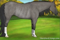 Horse Color:Grullo Roan Rabicano 