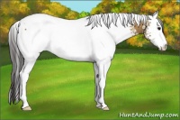 Horse Color:White Spotted Buckskin