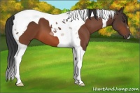 Horse Color:Brown Tobiano 