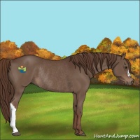 Horse Color:Liver Chestnut Rabicano 