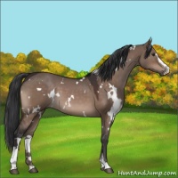 Horse Color:White Spotted Brown Dun Sabino 