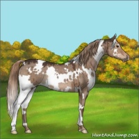 Horse Color:White Spotted Liver Red Dun 