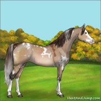 Horse Color:White Spotted Bay Dun Splash Varnish 