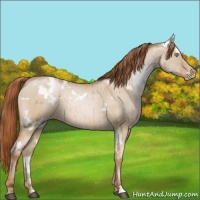 Horse Color:White Spotted Buckskin Pearl Dun Appaloosa 