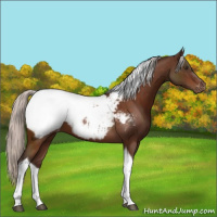 Horse Color:Silver Brown Tobiano Appaloosa 