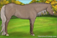 Horse Color:Silver Grullo Roan 