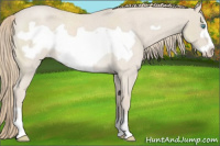 Horse Color:Smoky Creme Roan Frame Rabicano