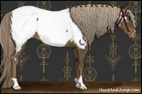 Horse Color:Chocolate Palomino Appaloosa