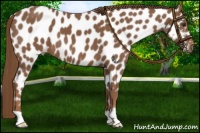 Horse Color:Chestnut Near Leopard 