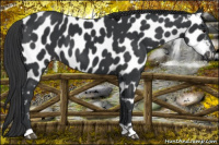 Horse Color:Black Near Leopard 