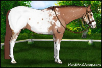 Horse Color:Chocolate Bay Sabino Appaloosa