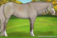 Horse Color:Silver Grullo Roan Sabino 