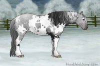 Horse Color:White Spotted Black 