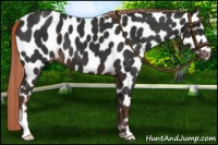 Horse Color:Liver Chestnut Appaloosa 