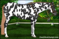 Horse Color:Liver Chestnut Near Leopard 