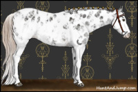 Horse Color:Liver Chestnut Sabino Appaloosa 