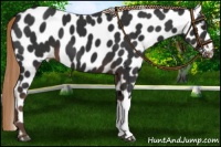 Horse Color:Liver Chestnut Leopard 